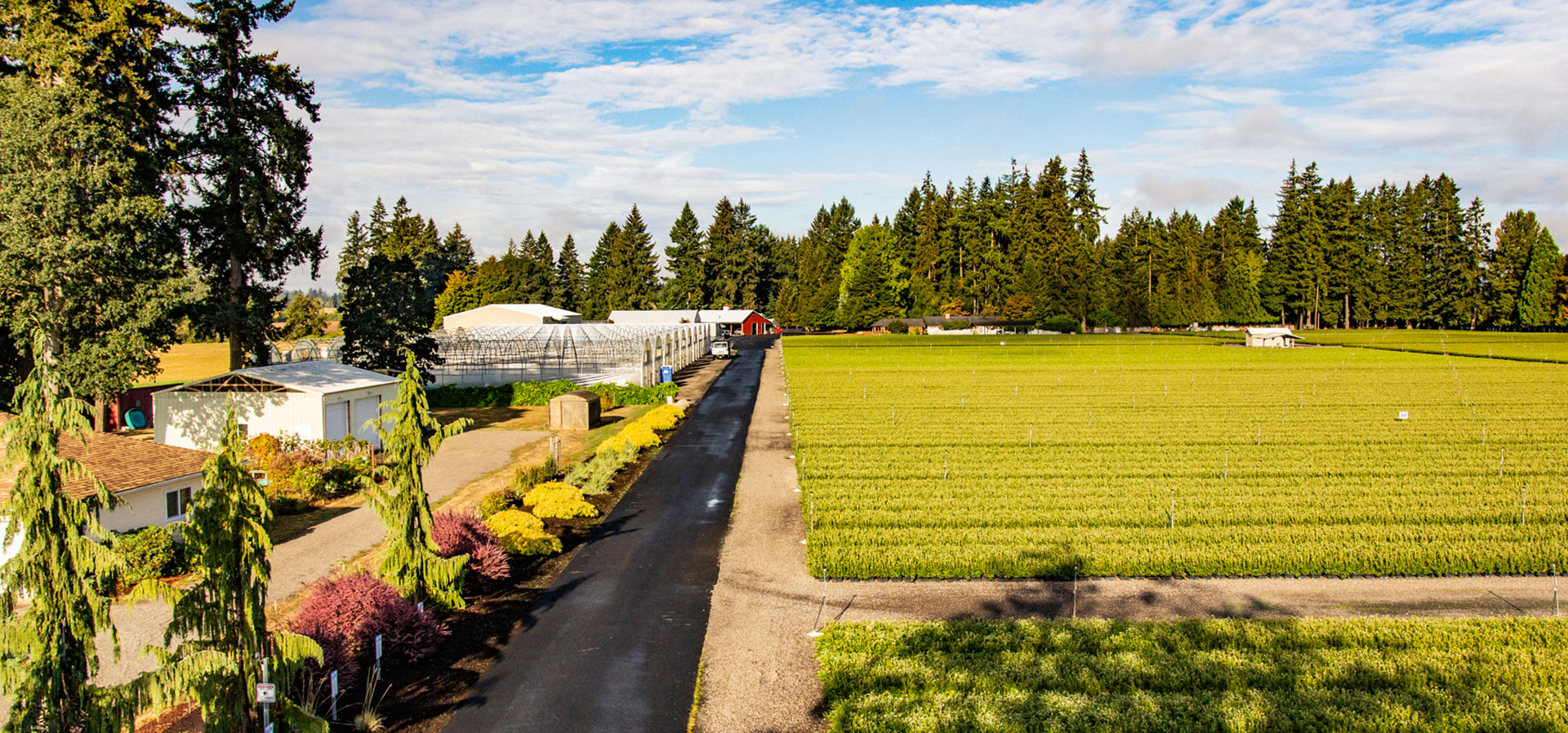 Our Nursery Oregon Blueberry