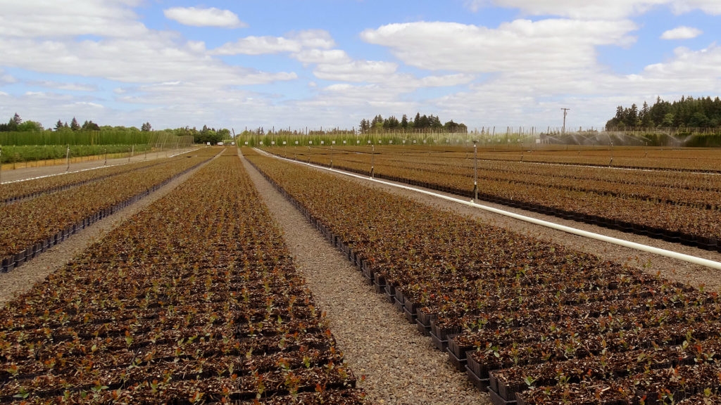 About Us_Image_World Blueberry Production_720 x 405